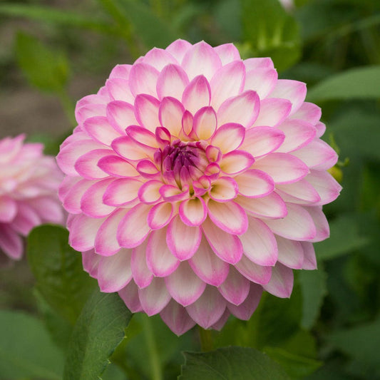 Dahlia Arbatax Decorative Dahlia Bulb
