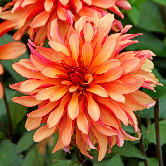 Dahlia Gallery Art Deco Decorative Dahlia Bulb