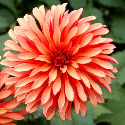 Dahlia Gallery Art Deco Decorative Dahlia Bulb