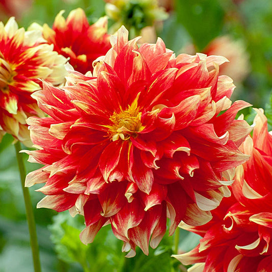 Dahlia Holland Festival Decorative Dahlia Bulb
