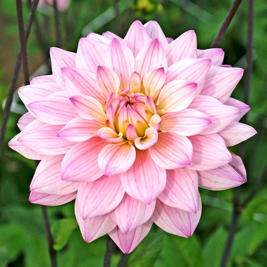 Dahlia Karma Prospero® Decorative Dahlia Bulb