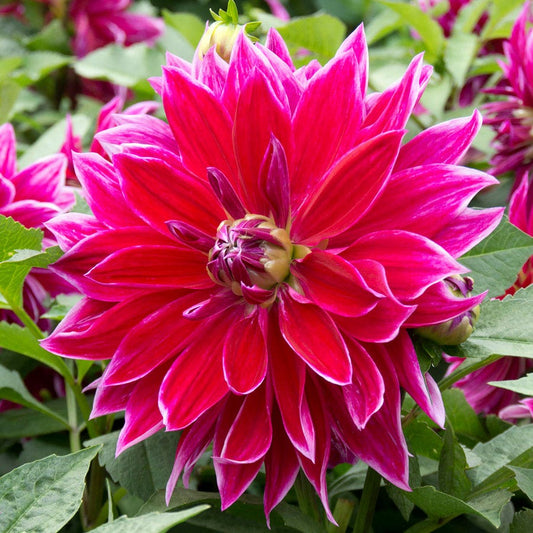 Dahlia Mero Star Decorative Dahlia Bulb