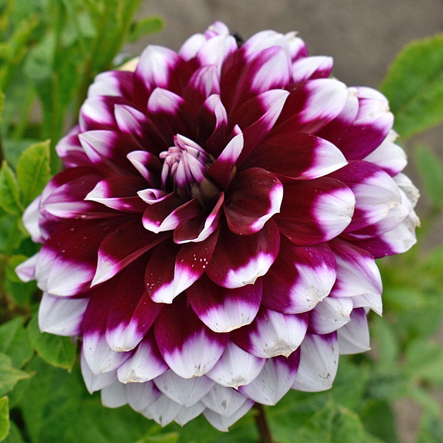 dinner plate dahlia seeds Dahlia Mystery Day Dinner Plate Dahlia Bulb