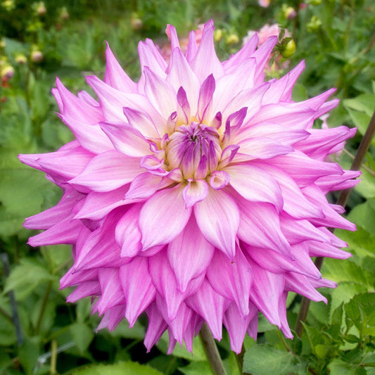 Dahlia Sir Alfred Ramsey Dinner Plate Dahlia Bulb