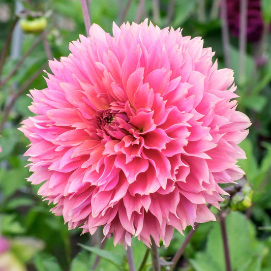 Dahlia Fubuki Sakura Fimbriata (Decorative x Semi Cactus) Dahlia Bulb