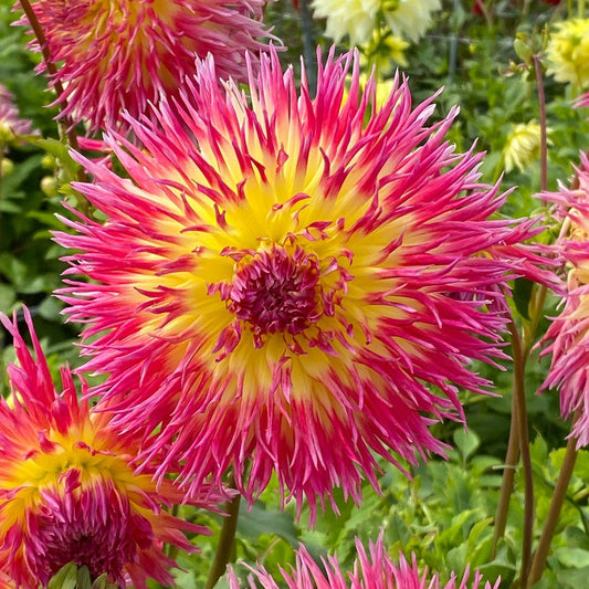 Dahlia Lindsay Michelle Fimbriata (Decorative x Semi Cactus) Dahlia Bulb