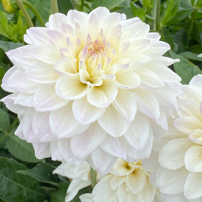 Dahlia Go Go White Decorative Dahlia Bulb