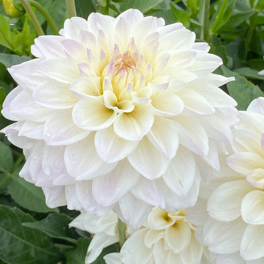 Dahlia Go Go White Decorative Dahlia Bulb