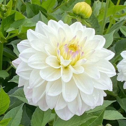 Dahlia Go Go White Decorative Dahlia Bulb