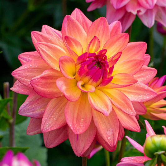Dahlia Melody Dora Decorative Dahlia Bulb