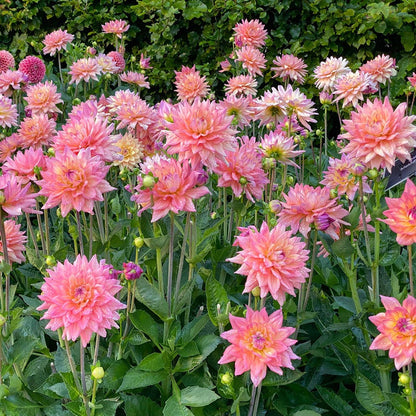 Dahlia Melody Dora Decorative Dahlia Bulb