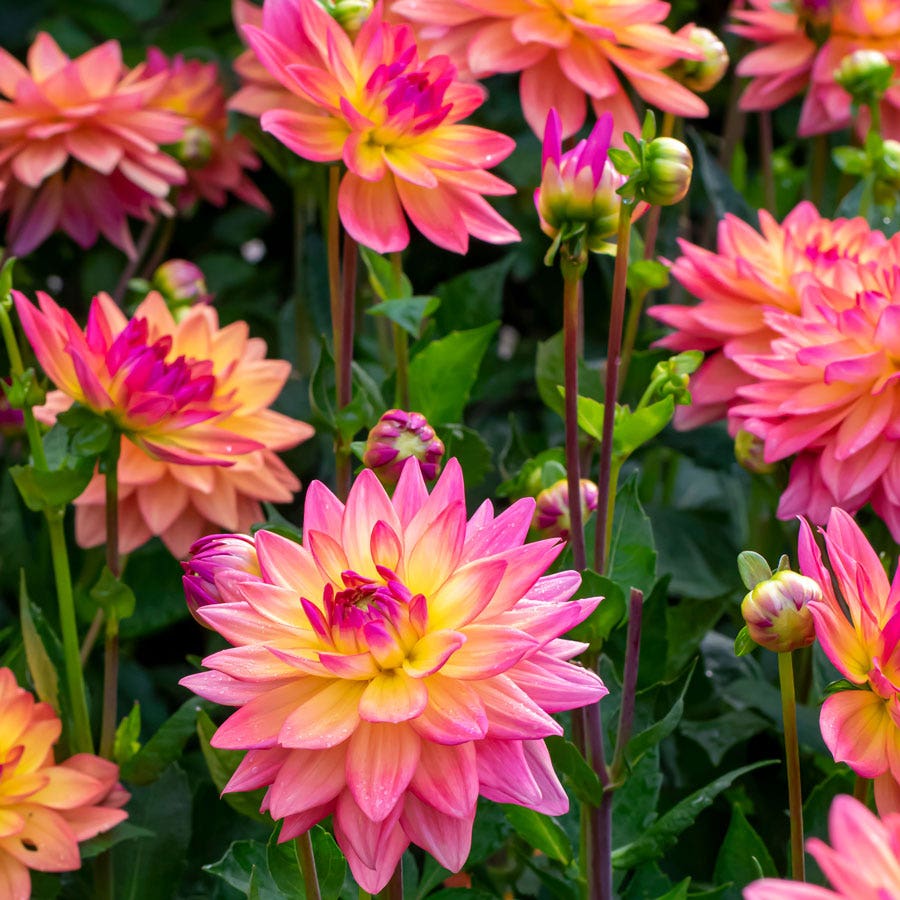 Dahlia Melody Dora Decorative Dahlia Bulb