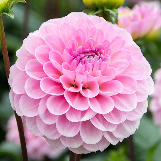 Dahlia Wizard of Oz Pompon Dahlia Bulb