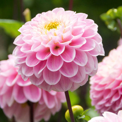 Dahlia Wizard of Oz Pompon Dahlia Bulb