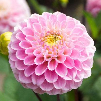 Dahlia Wizard of Oz Pompon Dahlia Bulb