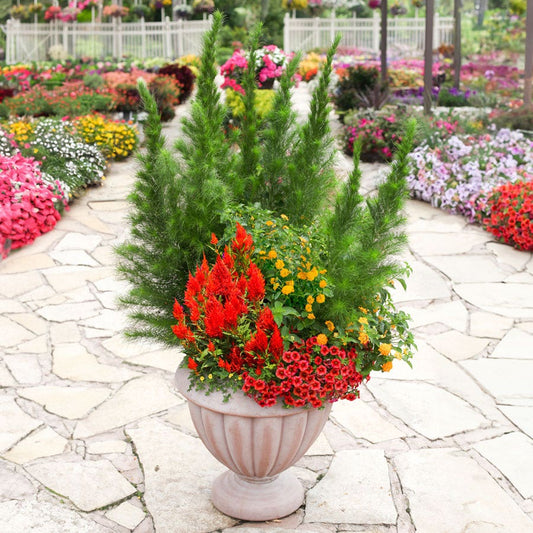 Blooming Block Premium Mix Plumes of Pollinators