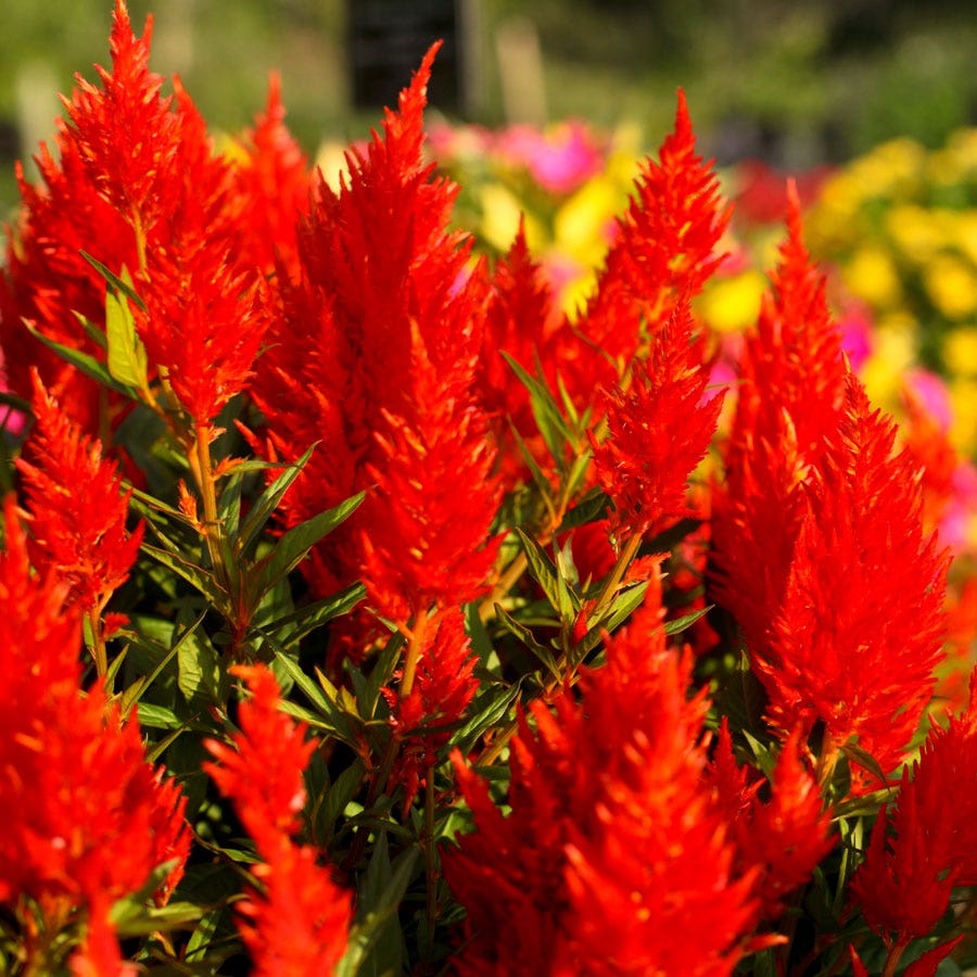 Blooming Block Premium Mix Plumes of Pollinators