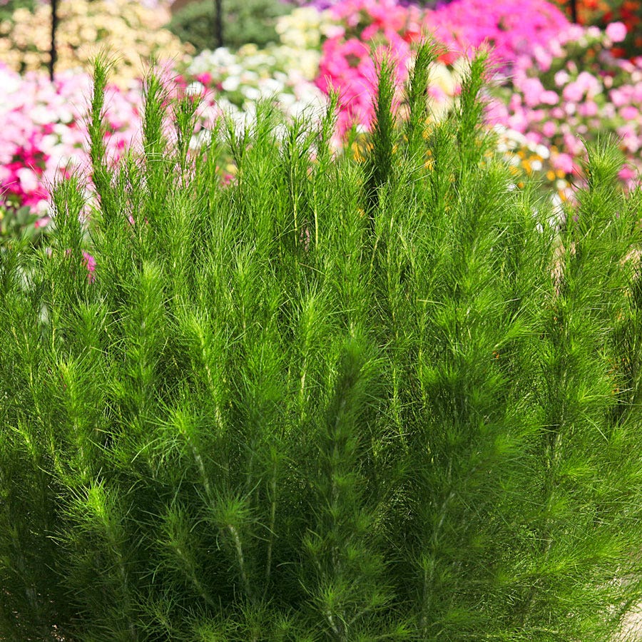 Blooming Block Premium Mix Plumes of Pollinators