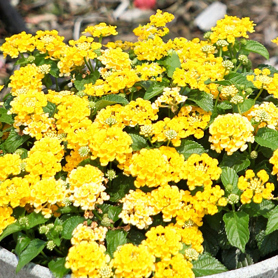 Blooming Block Premium Mix Plumes of Pollinators