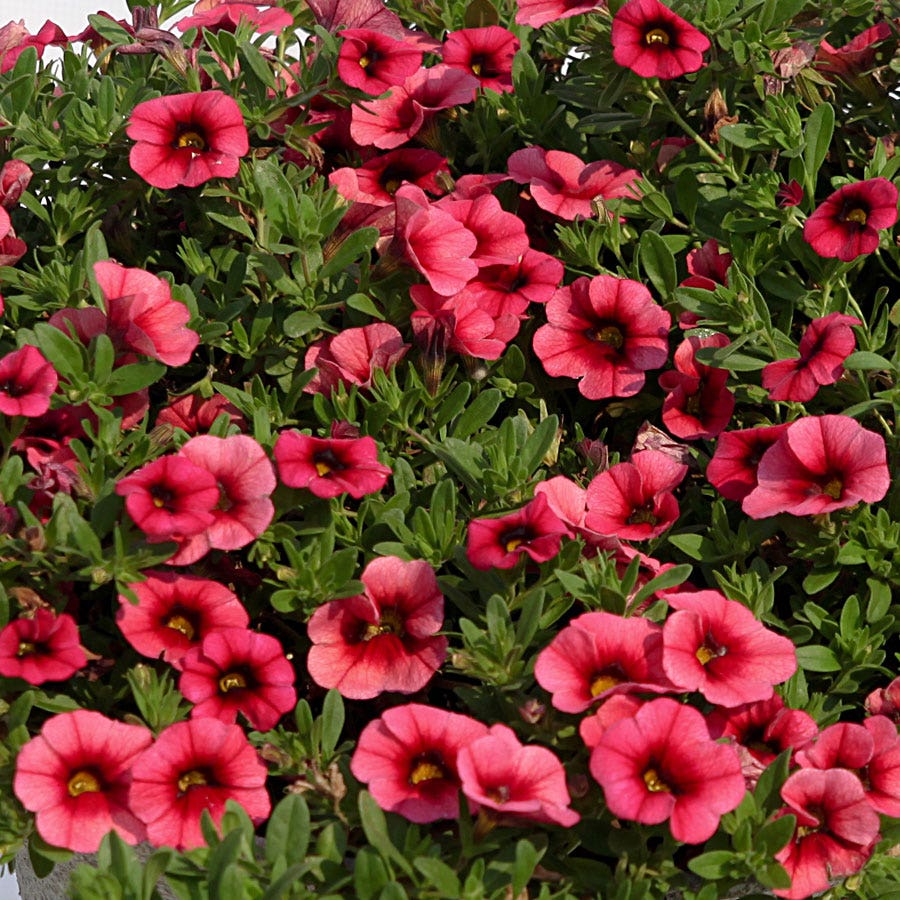 Blooming Block Premium Mix Plumes of Pollinators