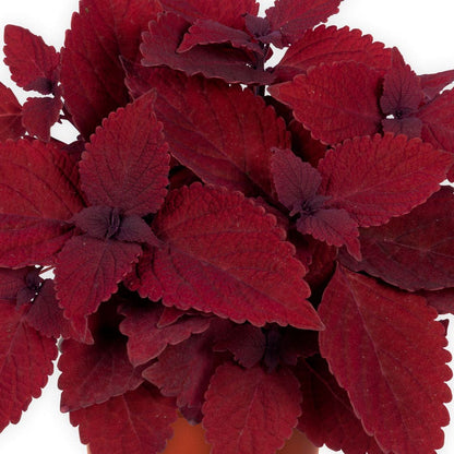 Blooming Block Premium Nouveau Rouge Quartet