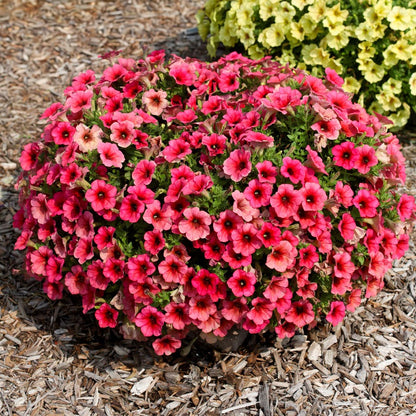 Blooming Block Premium Nouveau Rouge Quartet