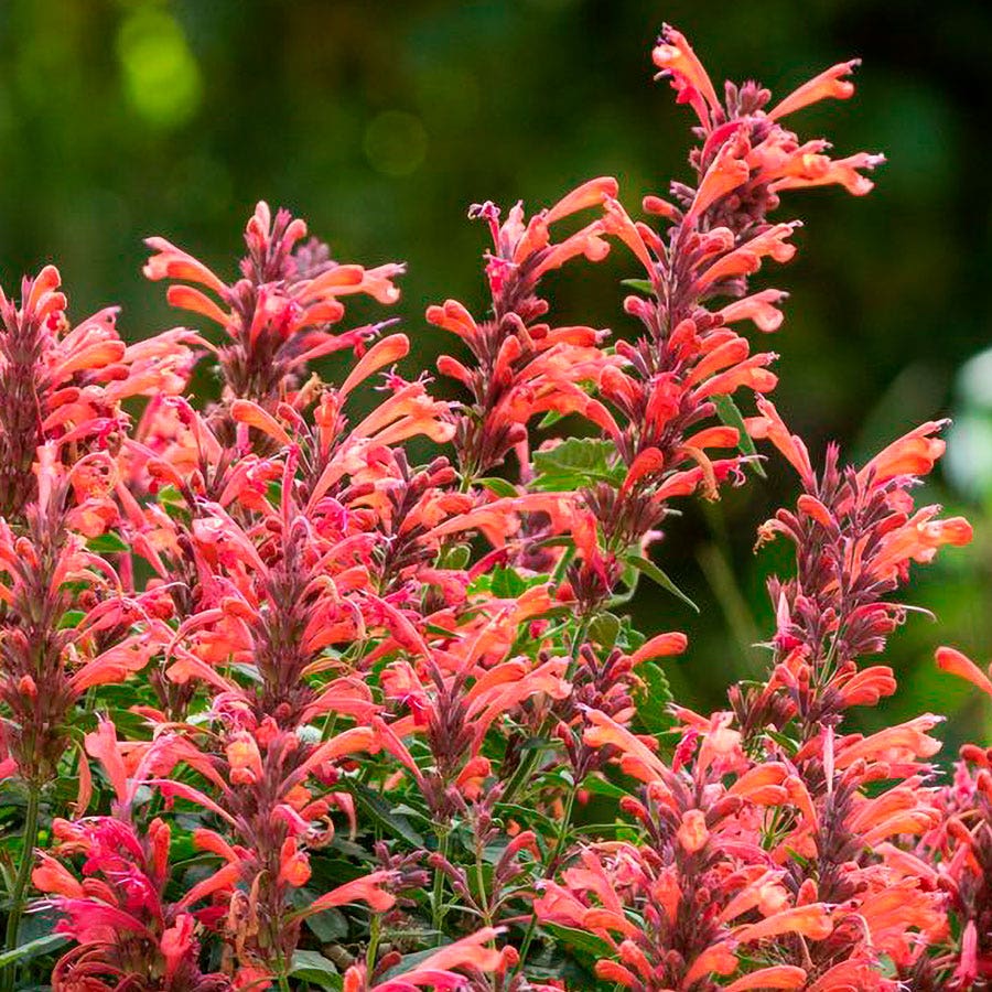 Blooming Block Perennial Mix Stars & Stripes