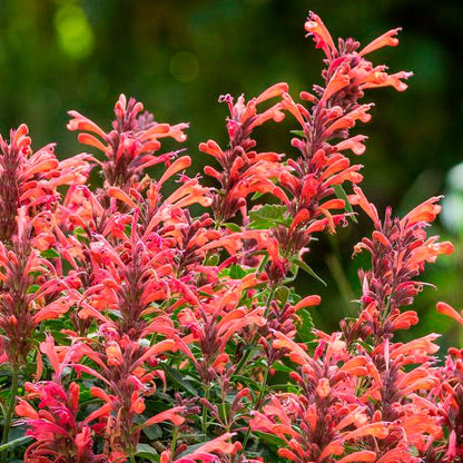 Blooming Block Perennial Mix Stars & Stripes