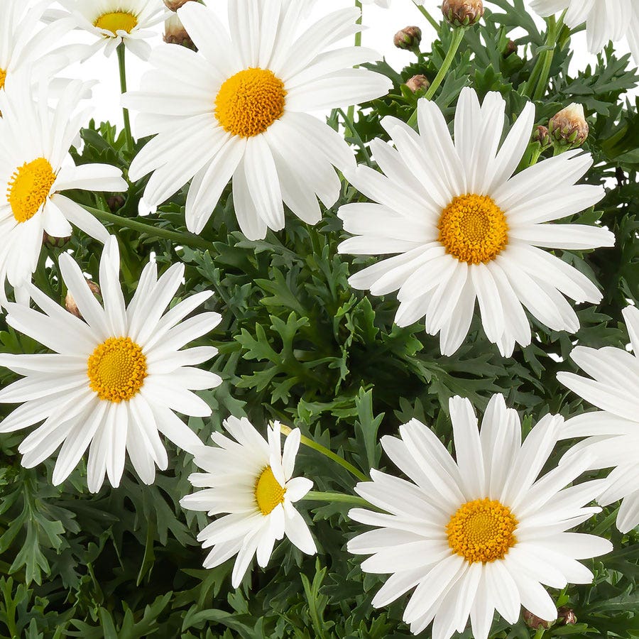 Blooming Block Perennial Mix Stars & Stripes