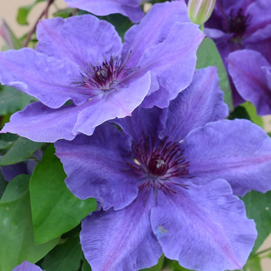 Clematis Boulevard® Ravel™