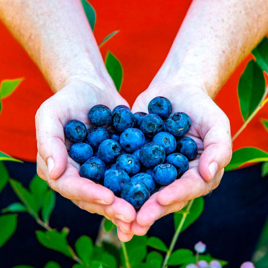 Vaccinium DownHome Harvest® Bless Your Heart® Blueberry