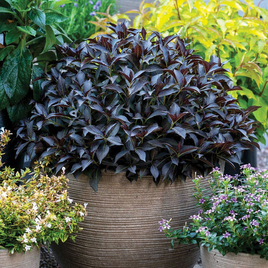 Weigela Prism™ Arabian Nights