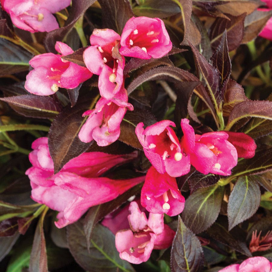Weigela Prism™ Arabian Nights