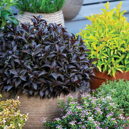 Weigela Prism™ Arabian Nights