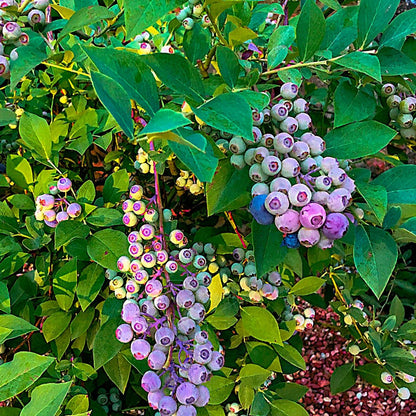 Vaccinium DownHome Harvest® Takes the Cake™ Blueberry
