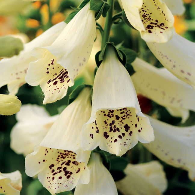 Digitalis 'Dalmatian Creme'