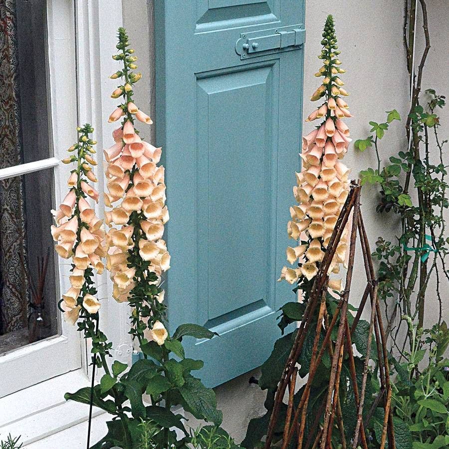 Dalmatian Peach Foxglove
