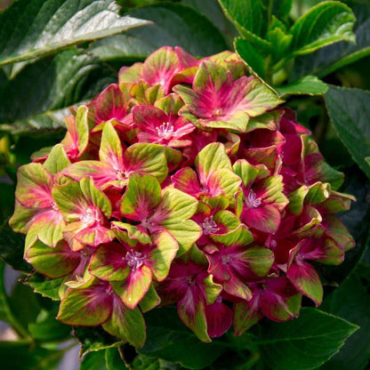 Hydrangea Next Generation® Pistachio Bigleaf Hydrangea
