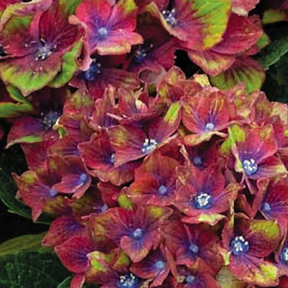 Hydrangea Next Generation® Pistachio Bigleaf Hydrangea