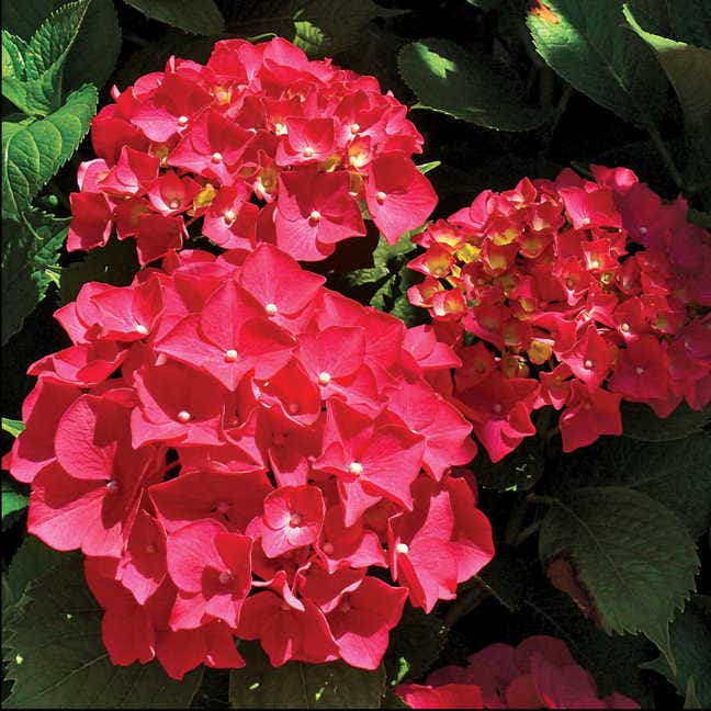 Next Generation® 'Red Sensation' Hydrangea
