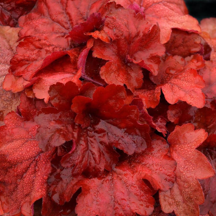 Heuchera 'Fire Alarm'