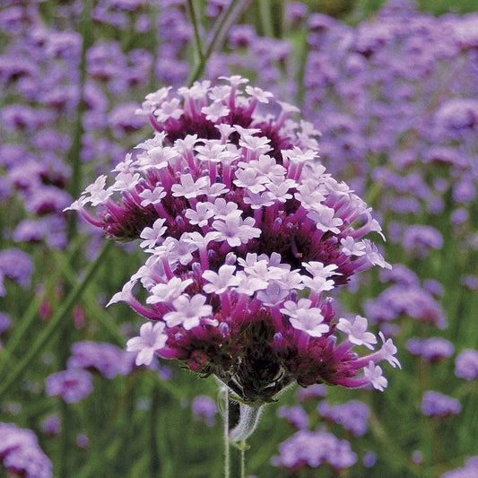Lollipop Verbena
