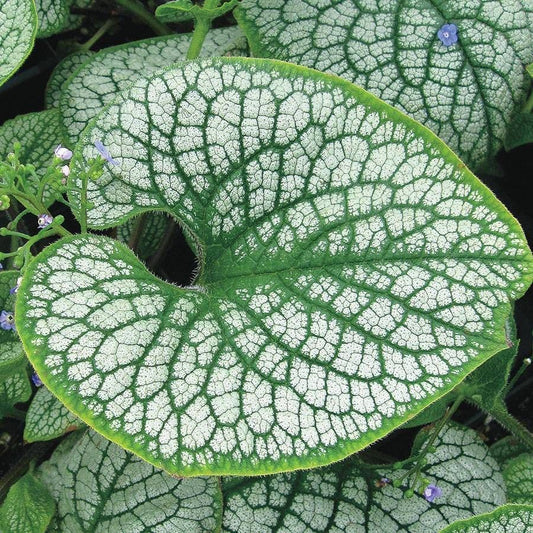 Brunnera 'Sea Heart'