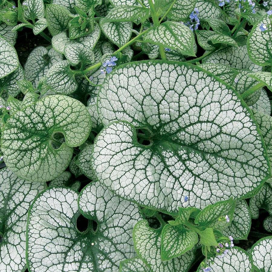 Brunnera 'Sea Heart'