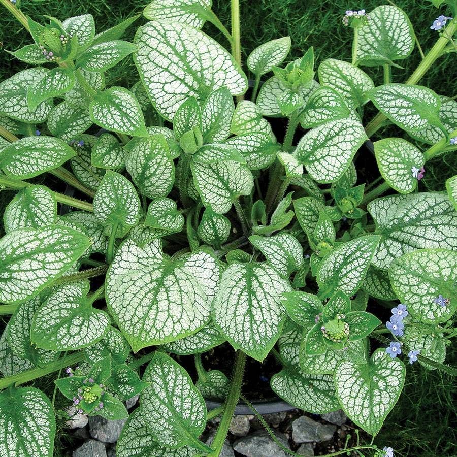 Brunnera 'Sea Heart'