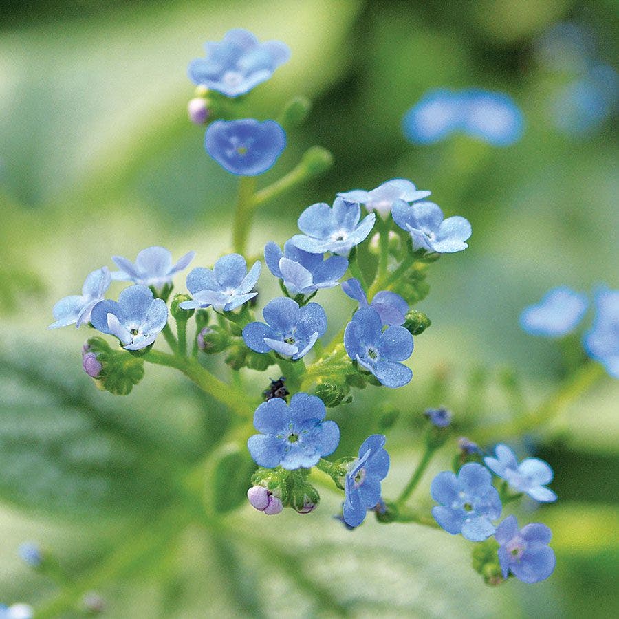 Brunnera 'Sea Heart'