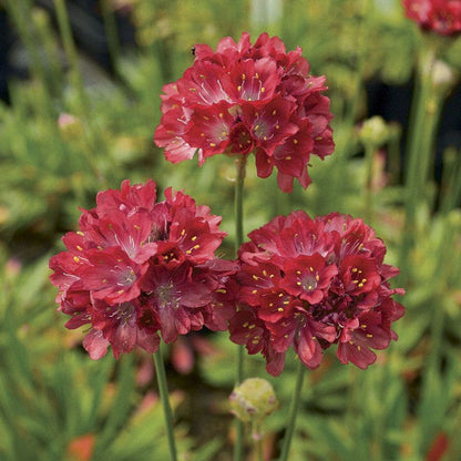 Ballerina Red Thrift