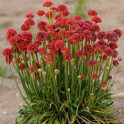 Ballerina Red Thrift