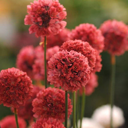 Ballerina Red Thrift