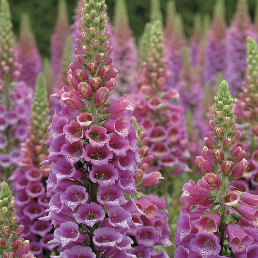 Candy Mountain Foxglove